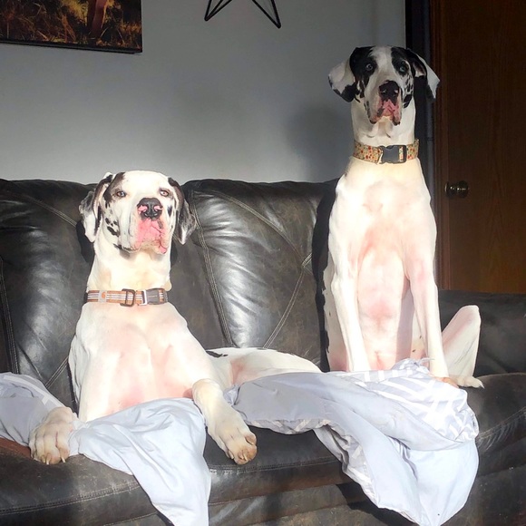 Meet Your Posher, Marley - Picture 2 of 2